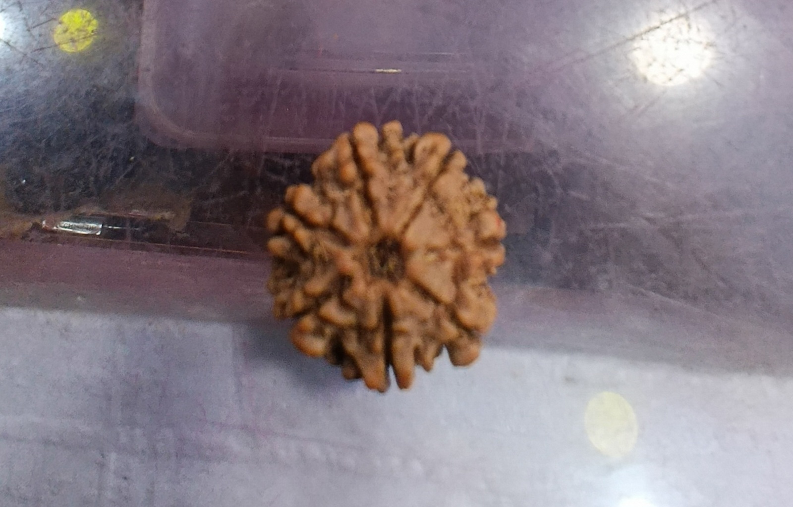 Seven mukhi rudraksha (21mm)