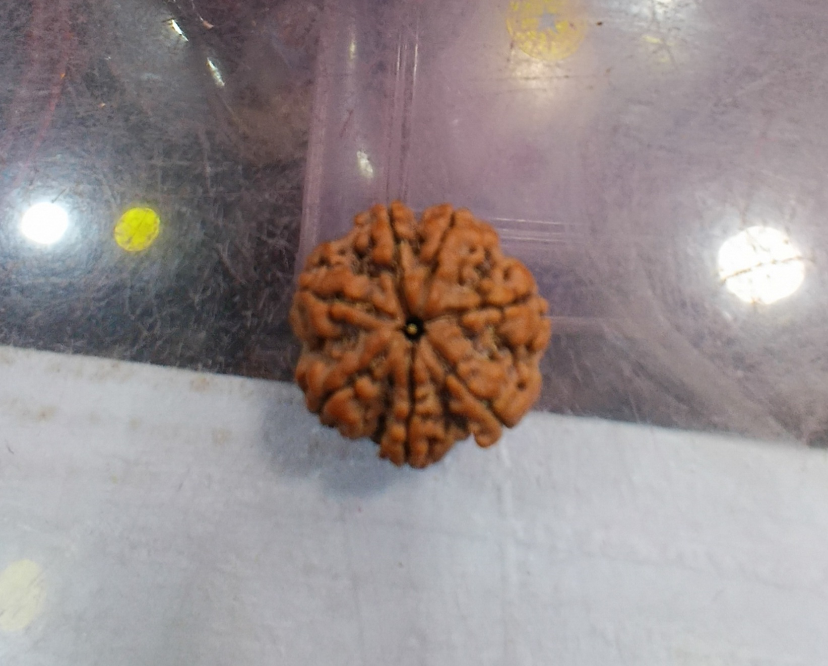 Seven mukhi rudraksha (23mm)