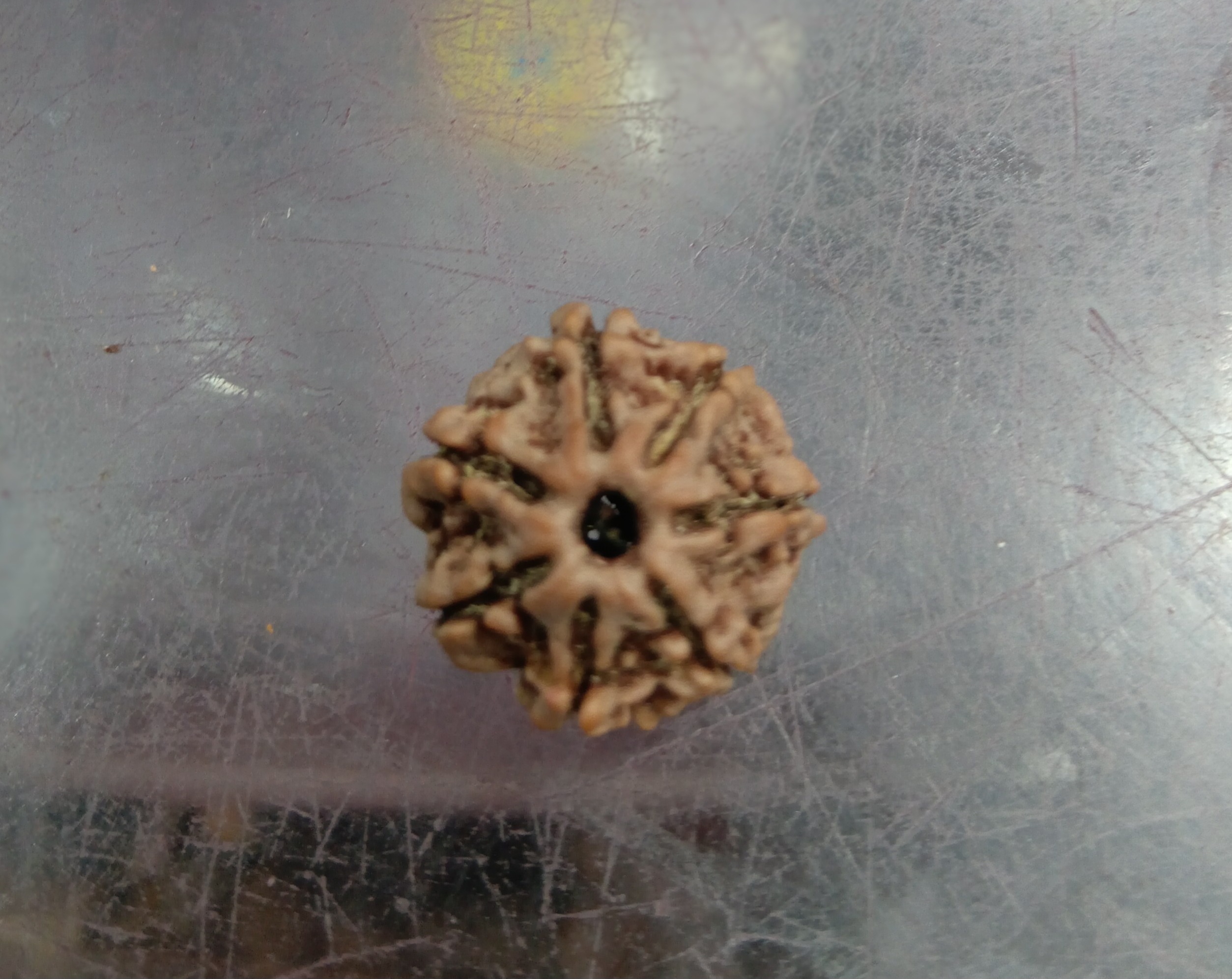 Seven mukhi rudraksha (19mm)