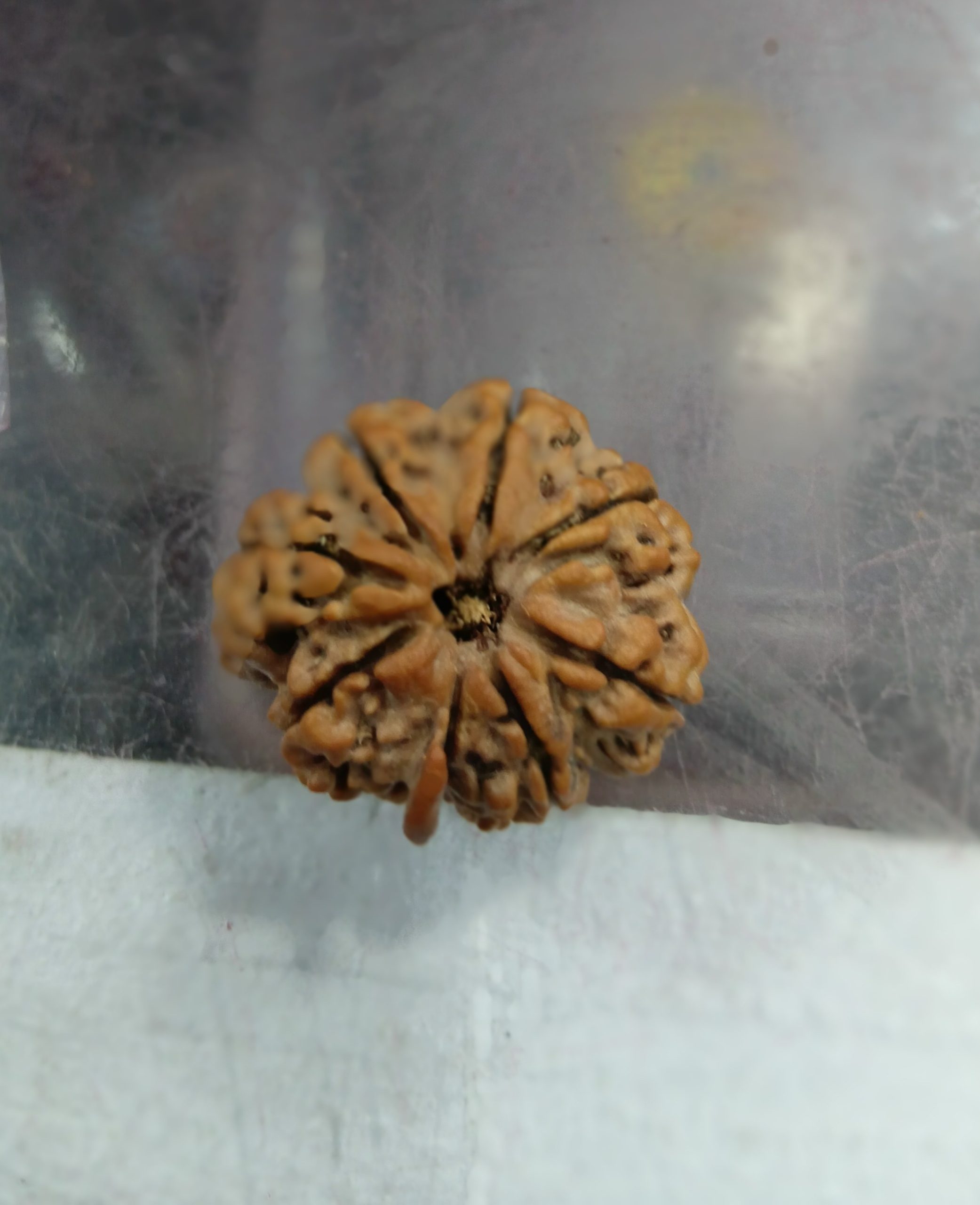 Eight mukhi with ganesh trunk on eight mukhi (26mm)