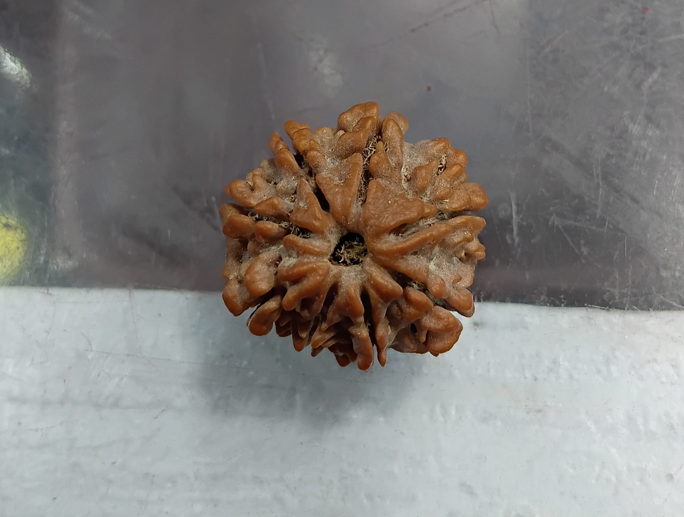 Eight mukhi rudraksha (22mm)
