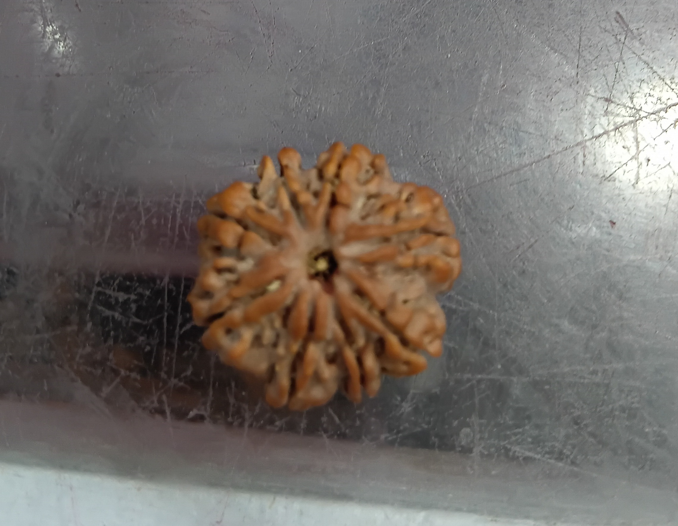 Eight mukhi rudraksha (23mm)