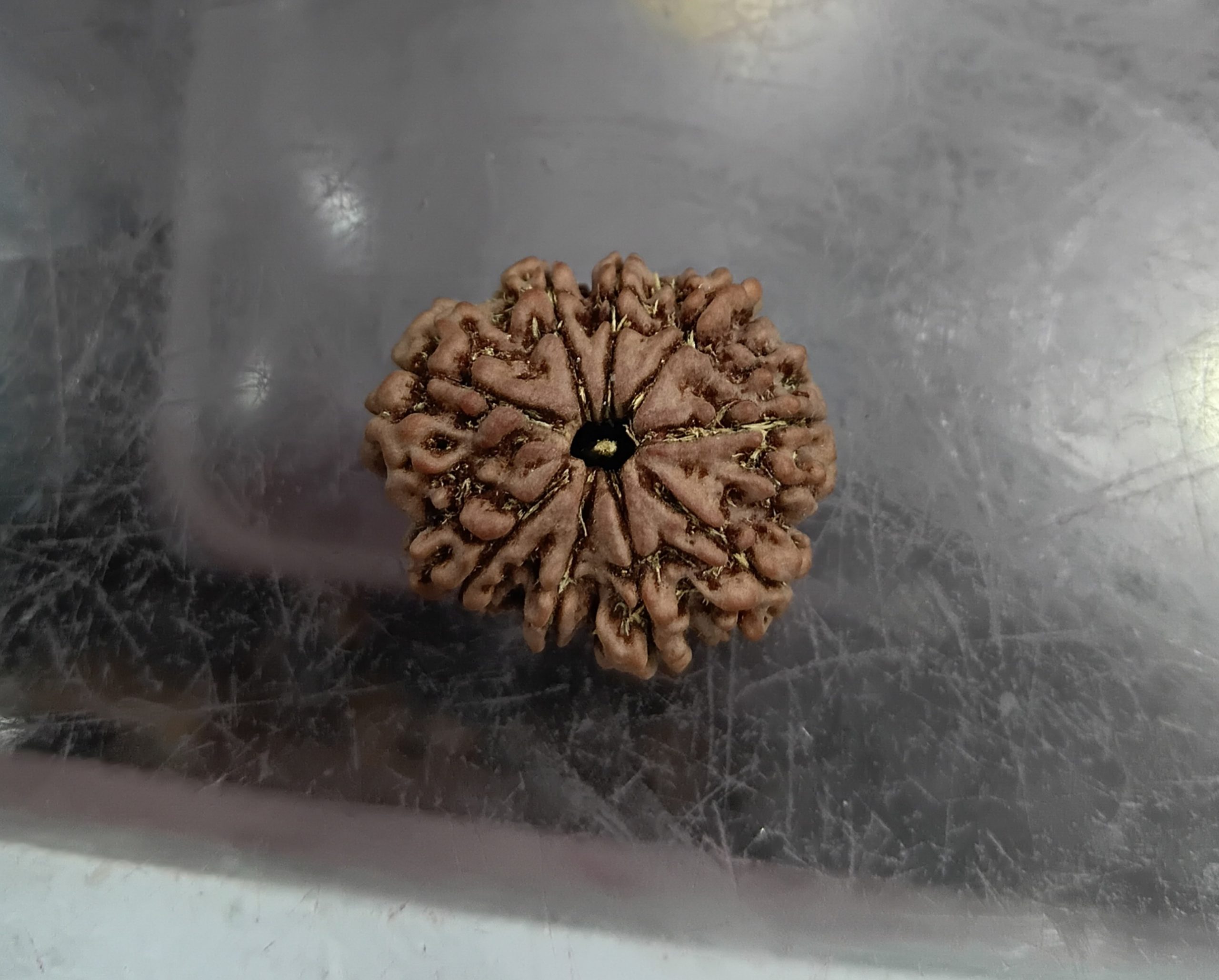 Nine mukhi rudraksha (25mm)