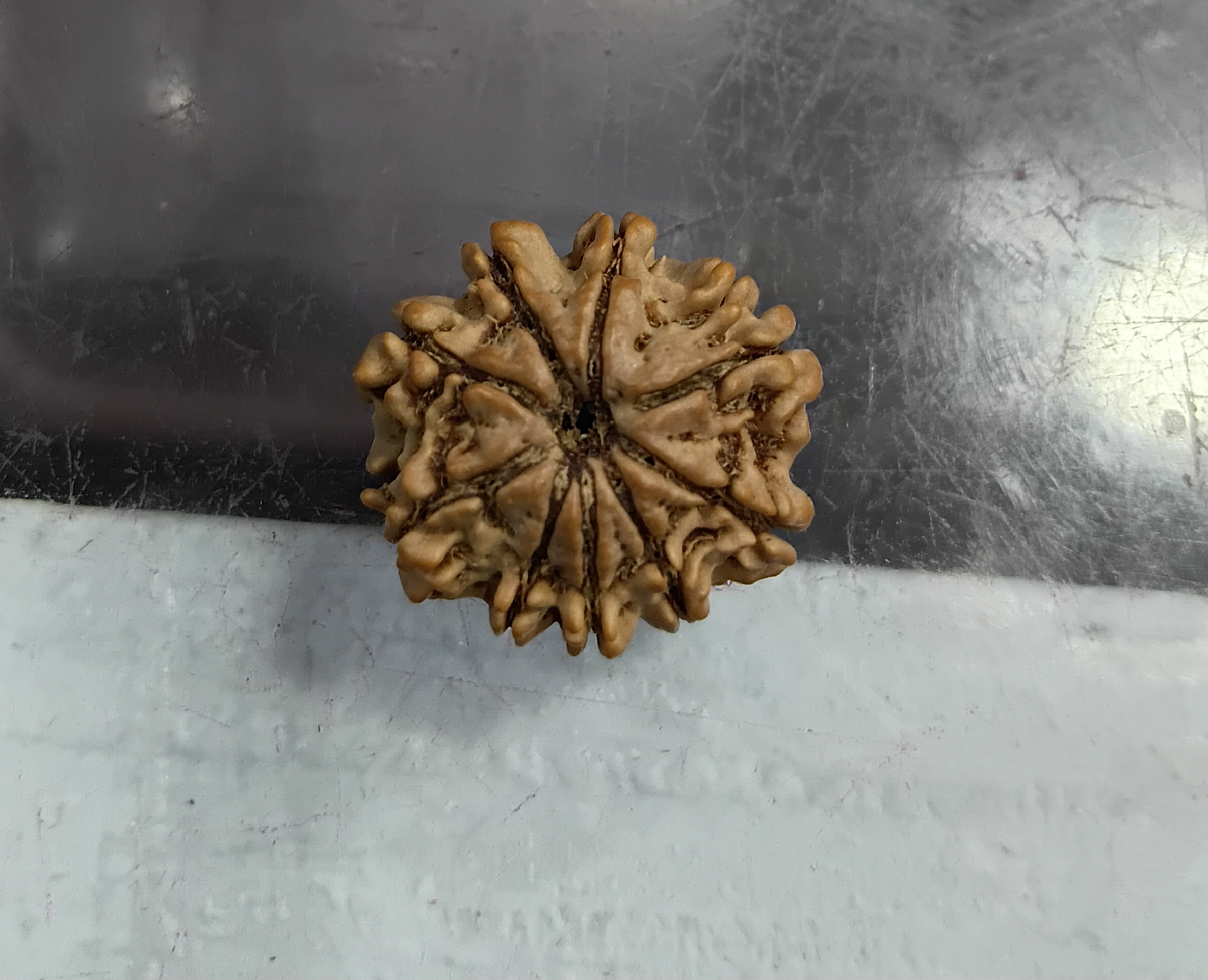 Nine mukhi rudraksha (20mm)