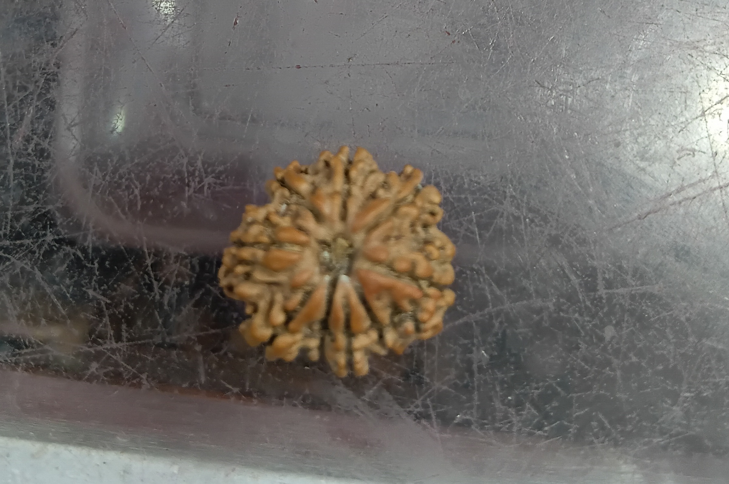 Nine mukhi rudraksha (20mm B)