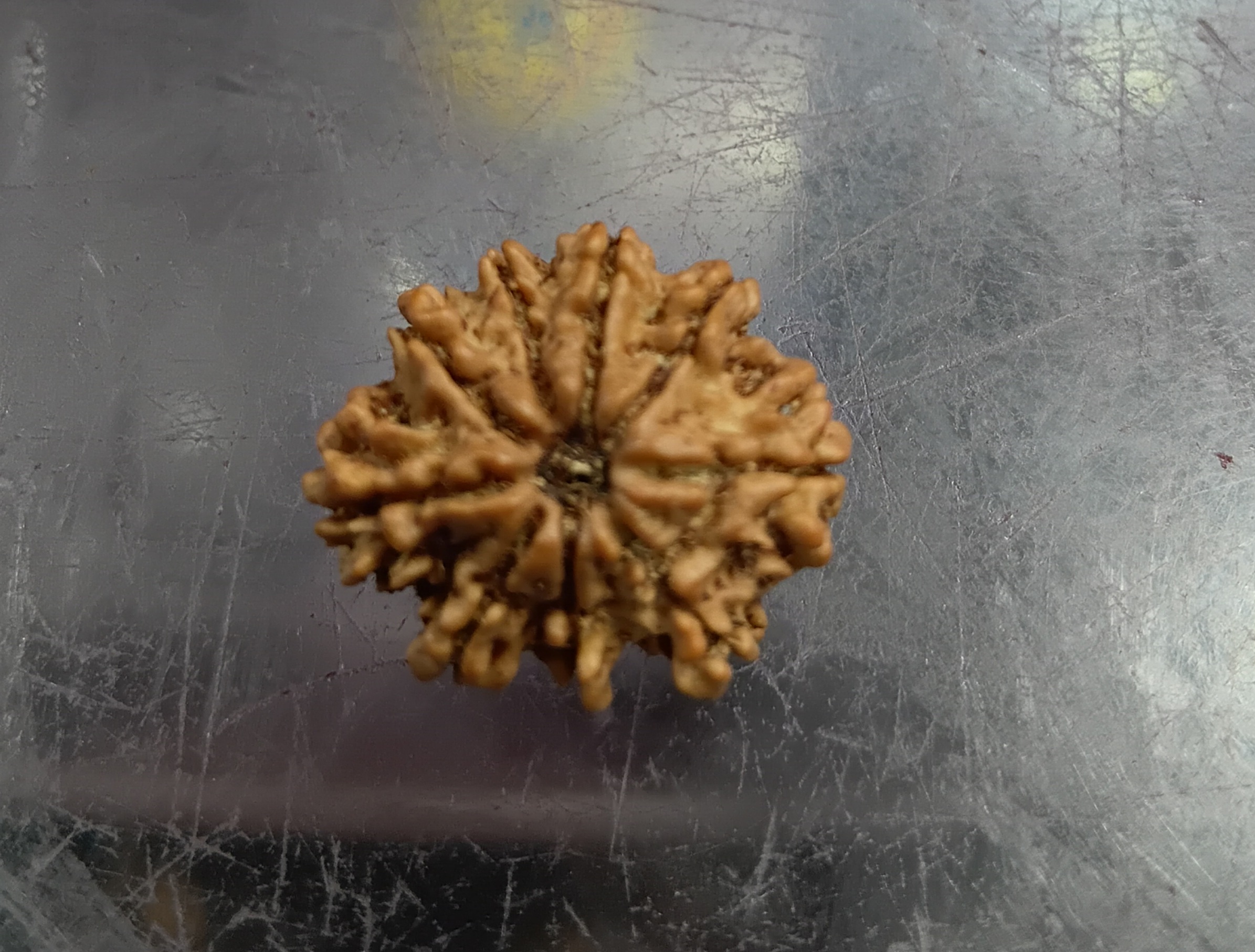 Nine mukhi rudraksha (21mm)