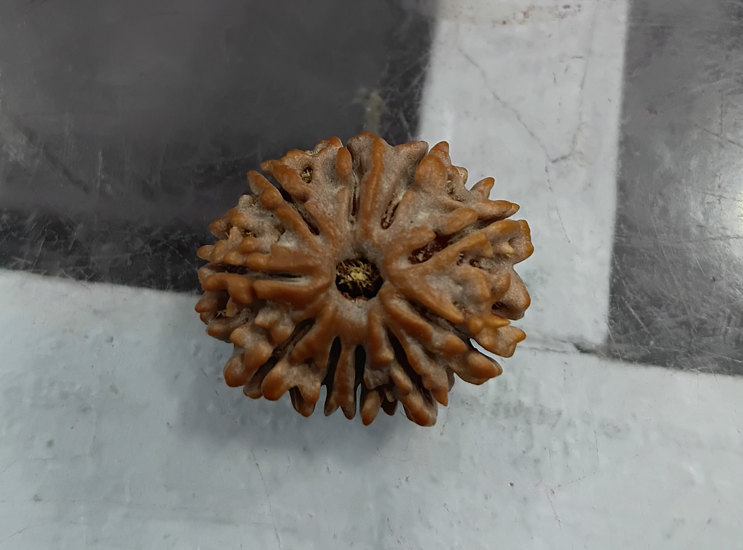 Ten mukhi rudraksha (25mm)