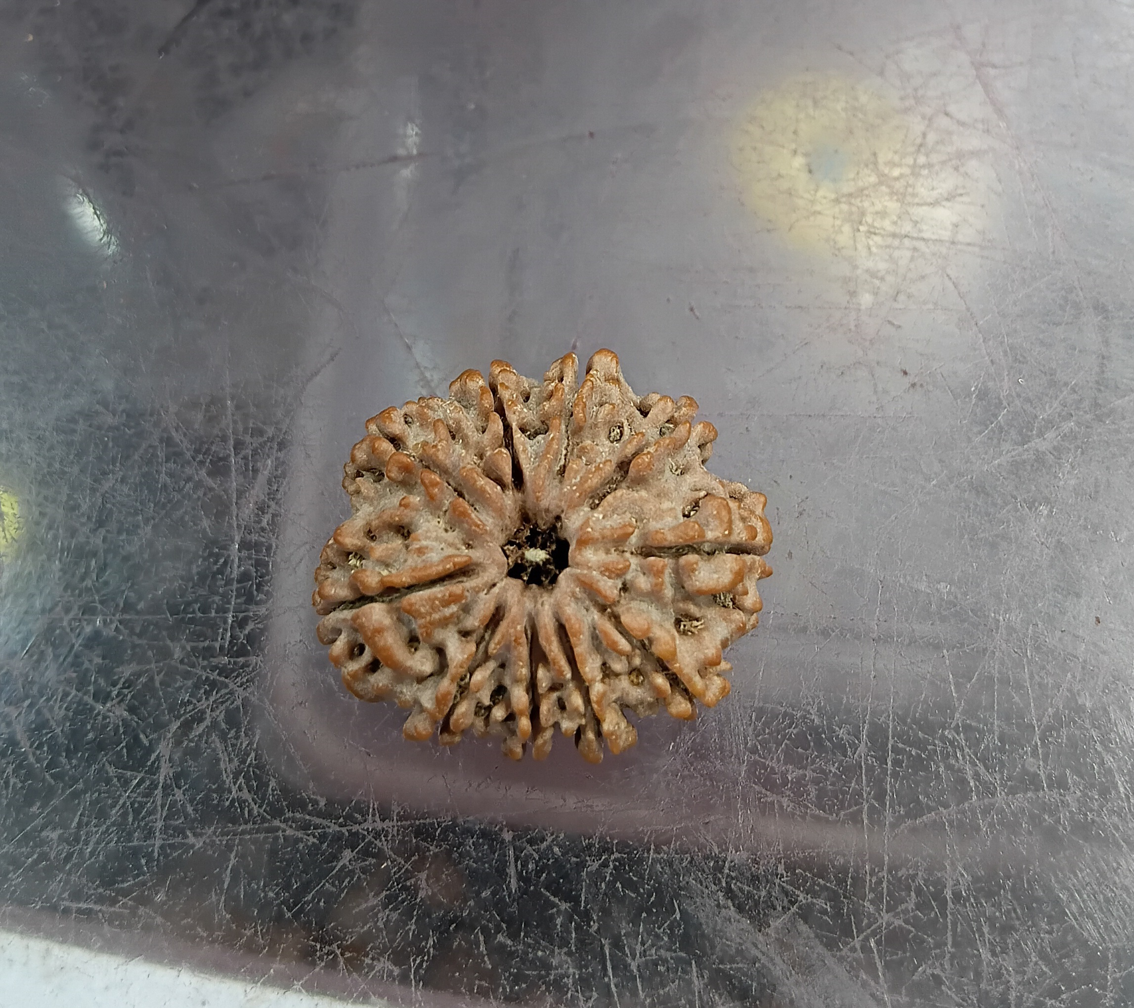 Ten mukhi rudraksha (26mm)