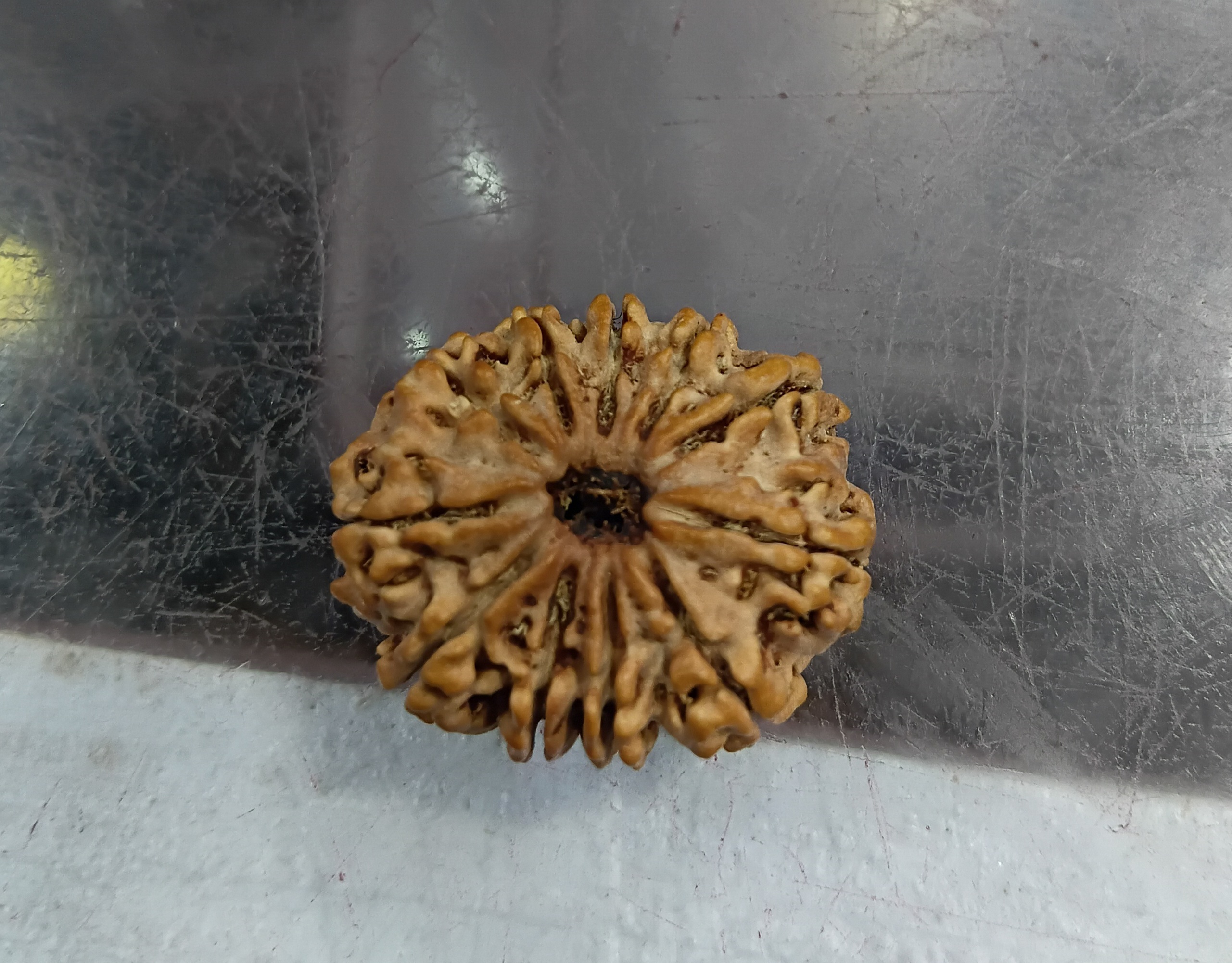 Eleven mukhi rudraksha (26mm)