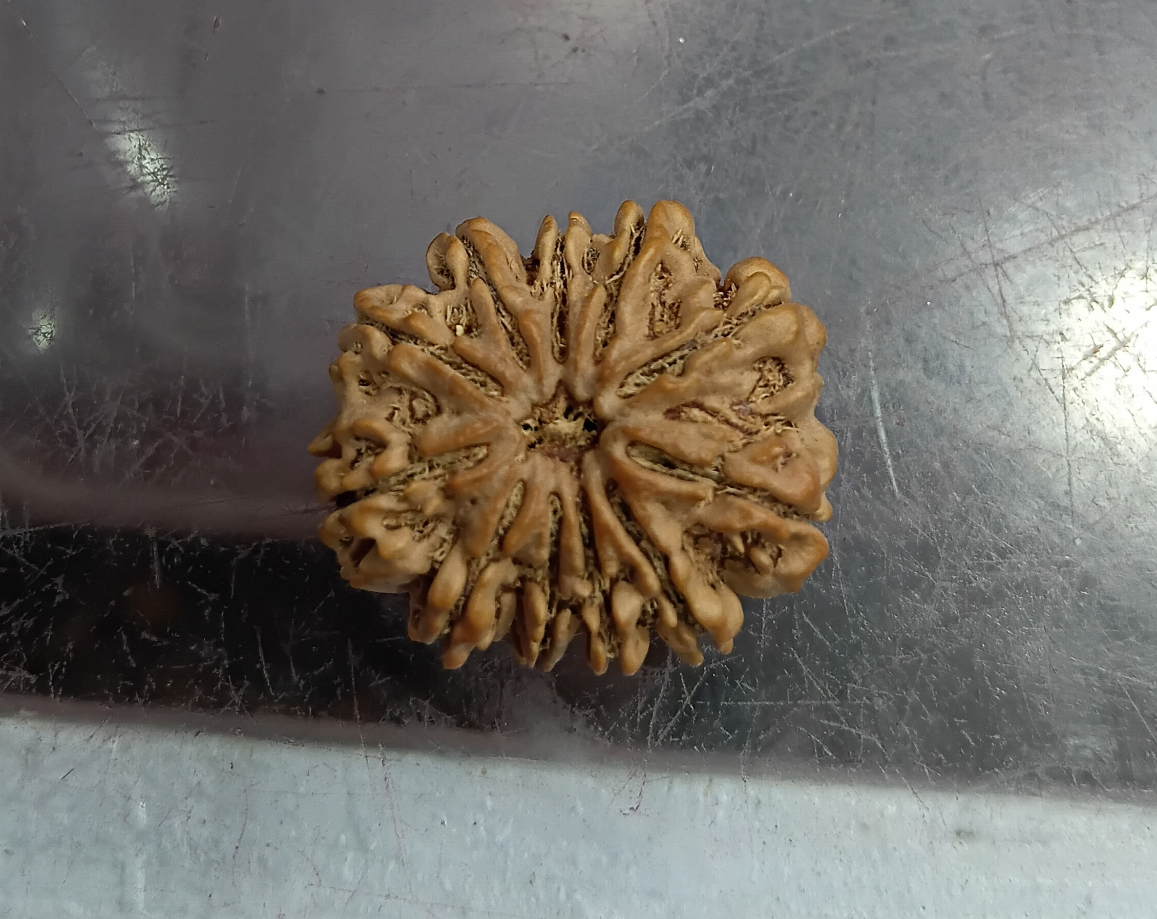 Eleven mukhi rudraksha (26 mm B)
