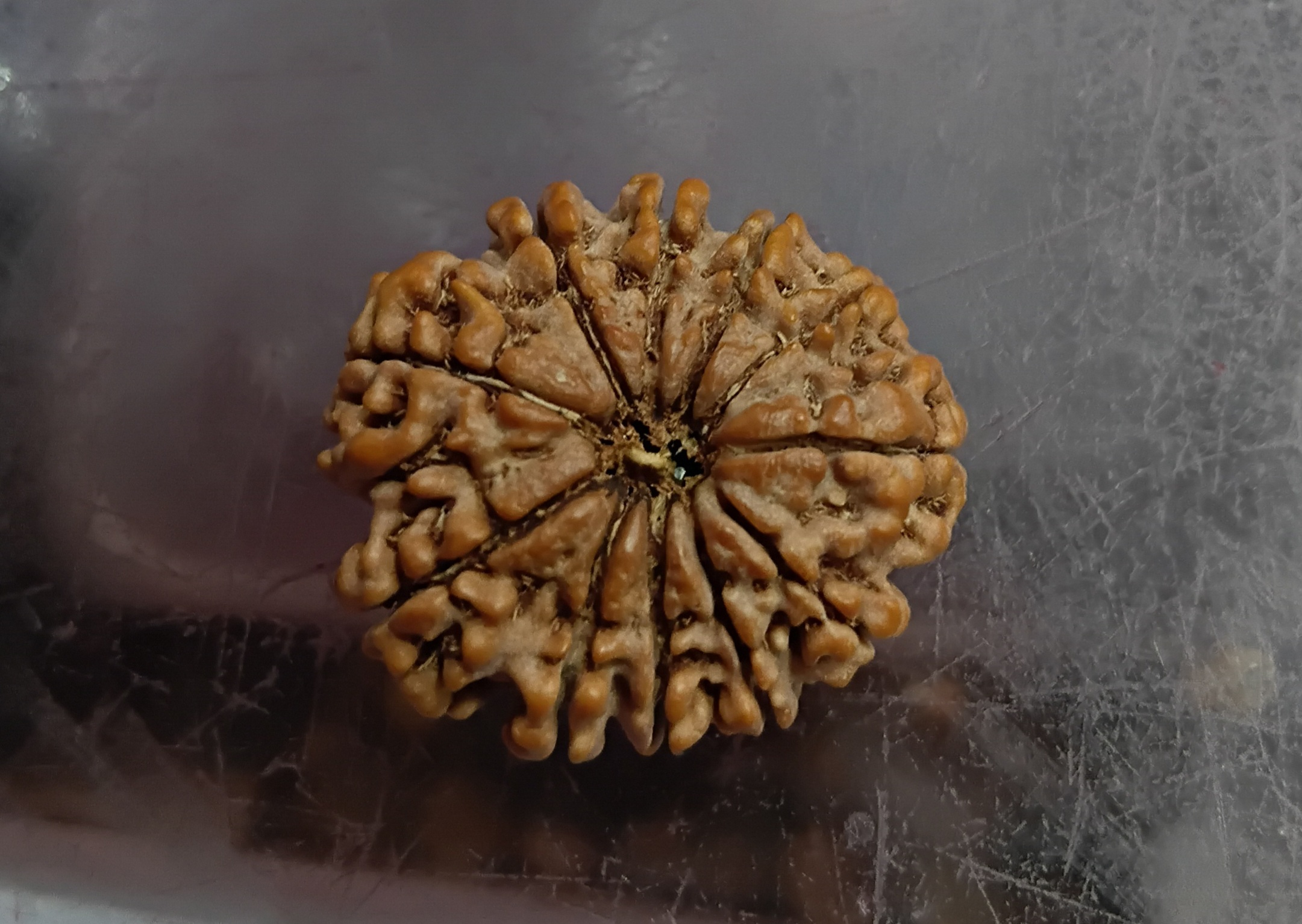 Eleven mukhi rudraksha (25mm)