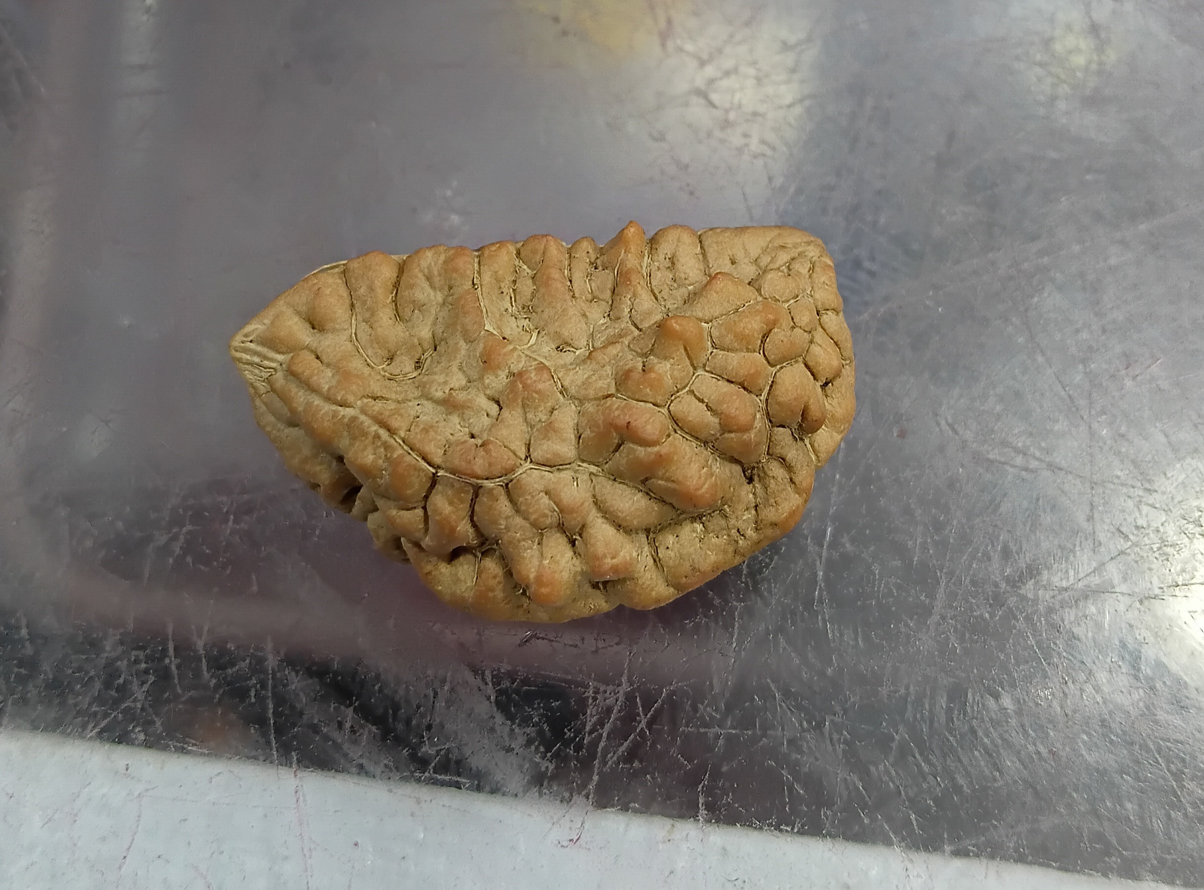 One mukhi rudraksha (30mm)