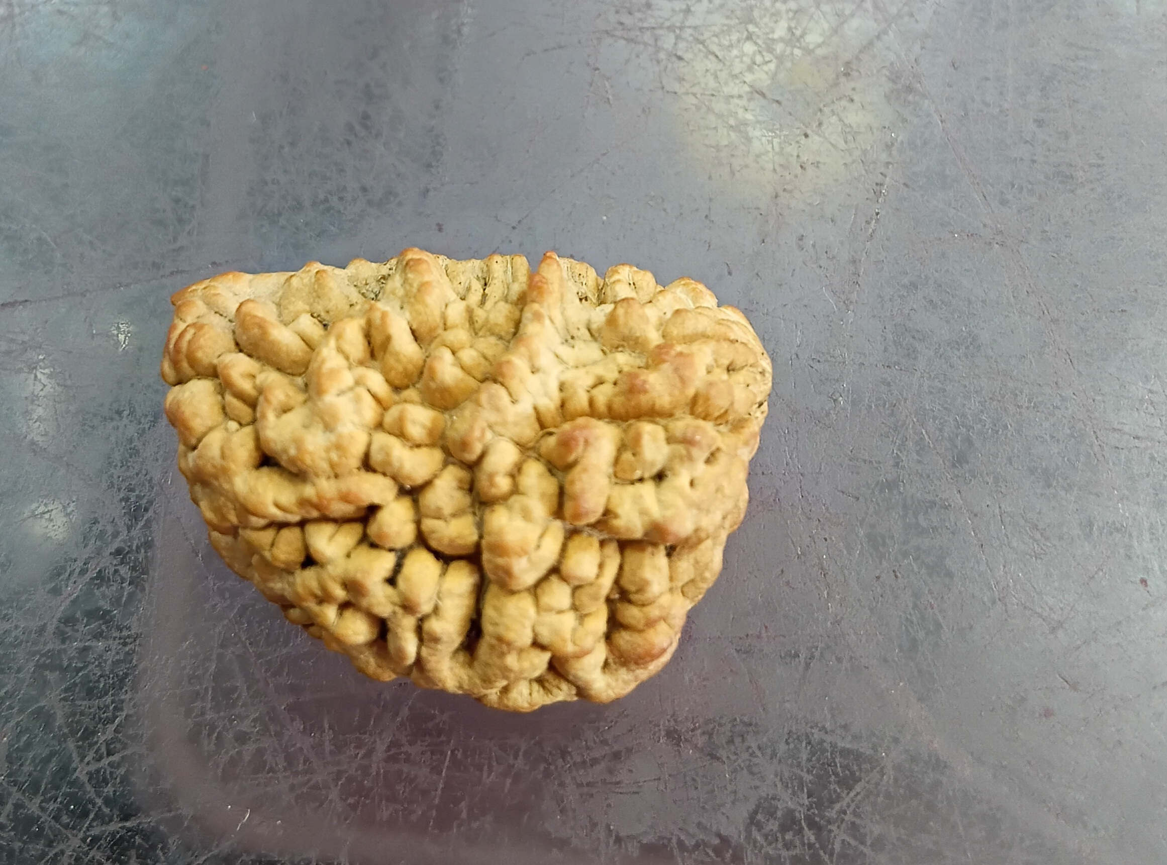 One mukhi rudraksha (28mm)