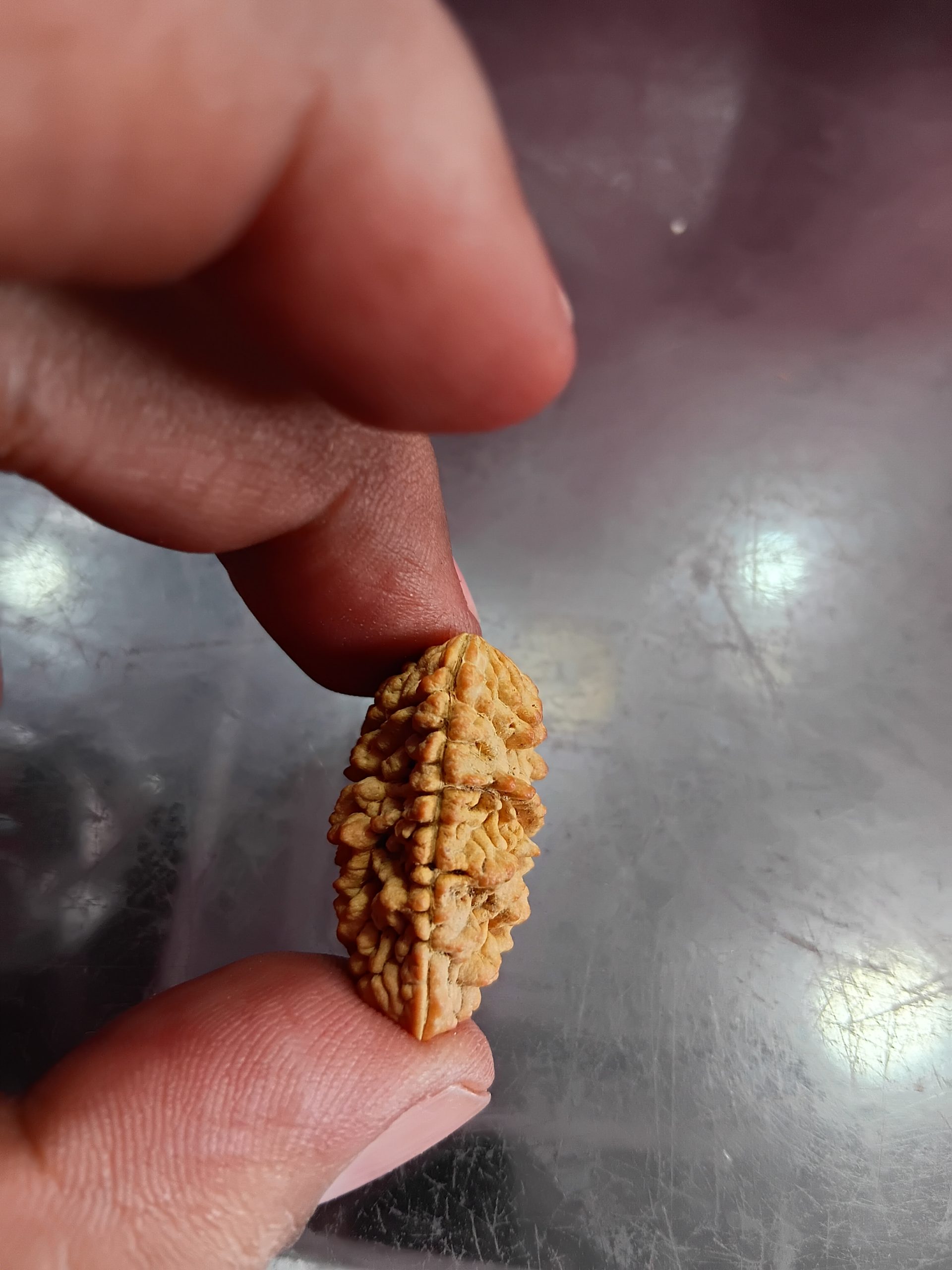 One mukhi rudraksha (28mm)