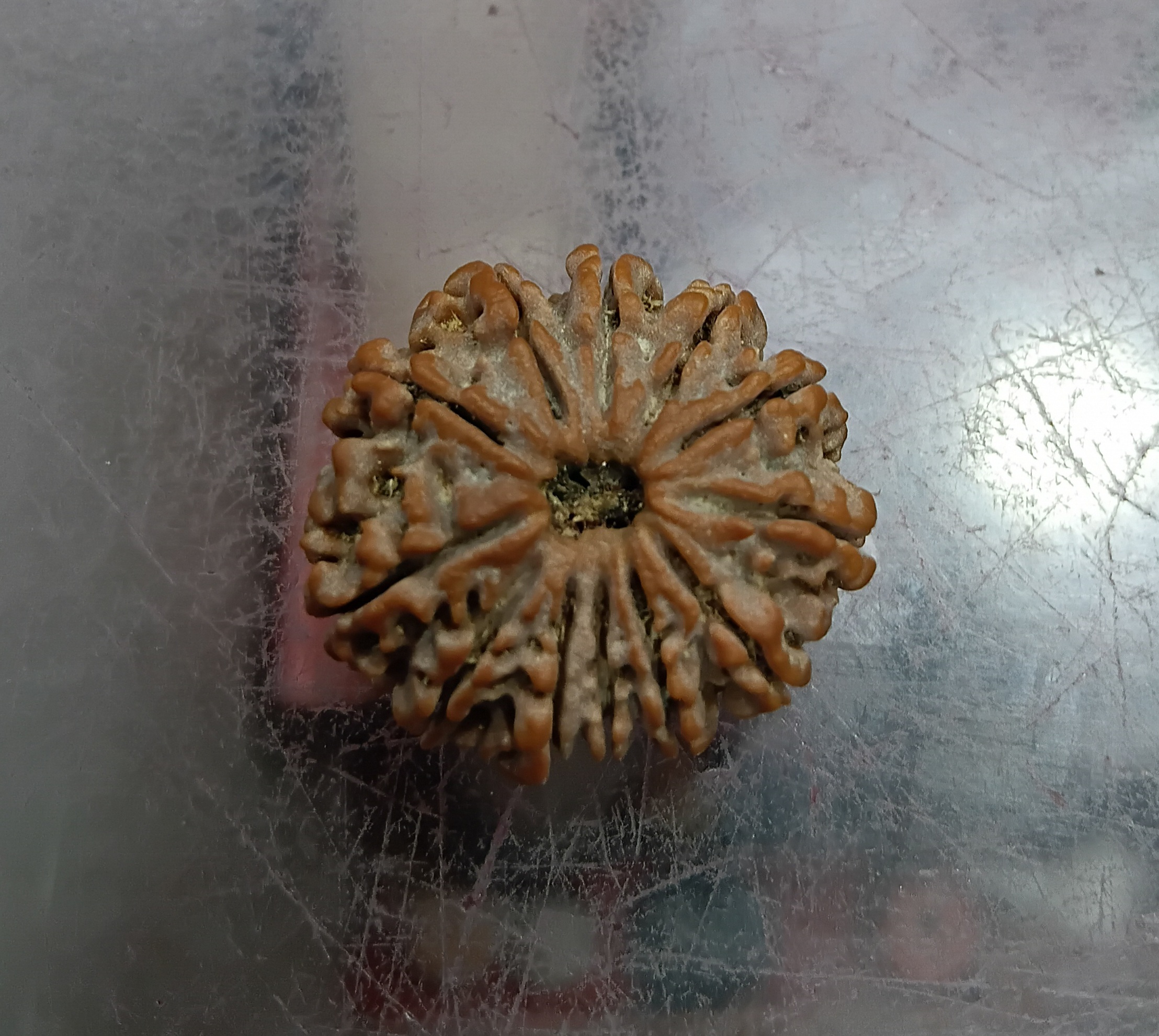 Twelve mukhi rudraksha (26mm)