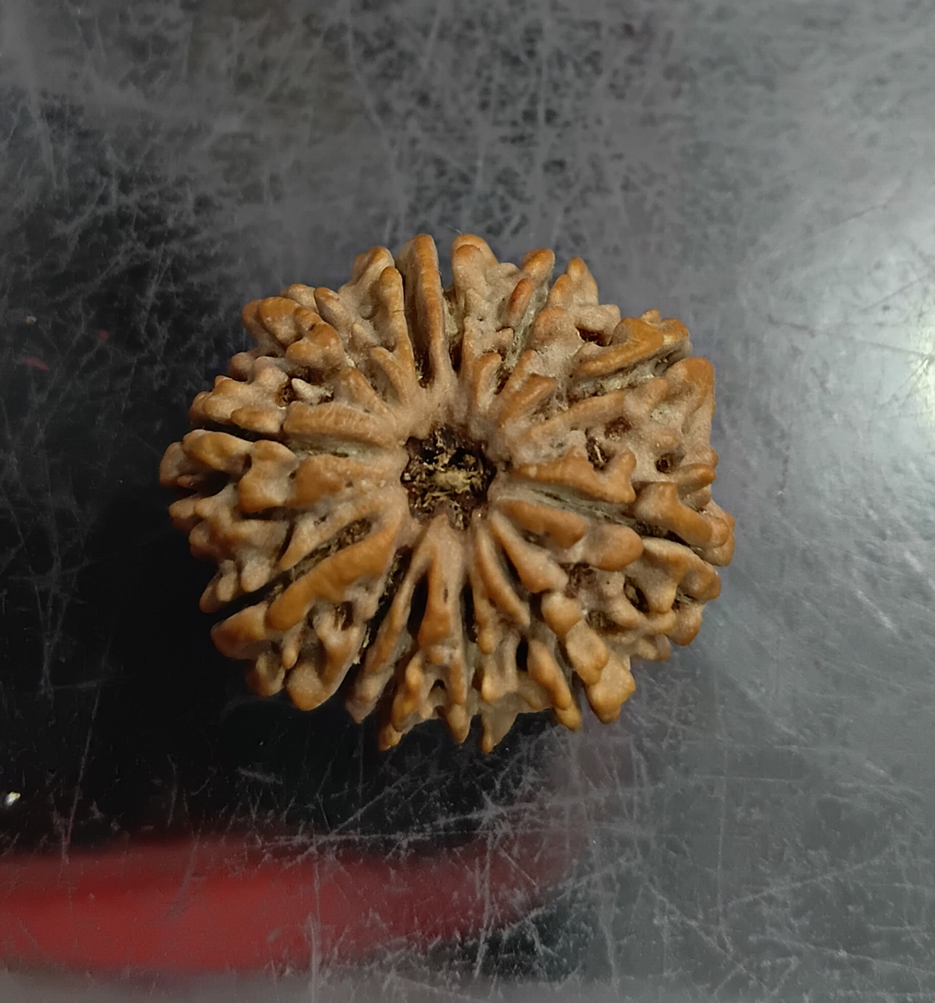 Twelve mukhi rudraksha (25mm)