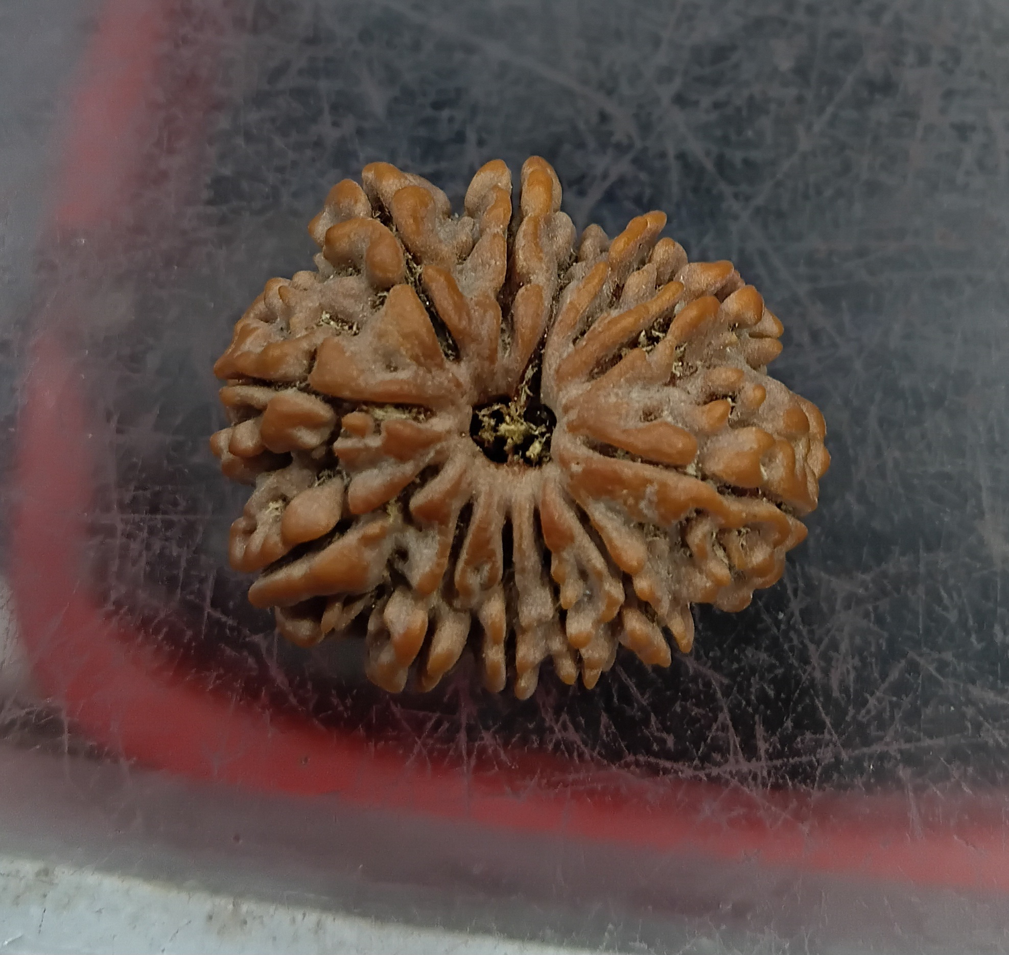 Twelve mukhi rudraksha (27mm)