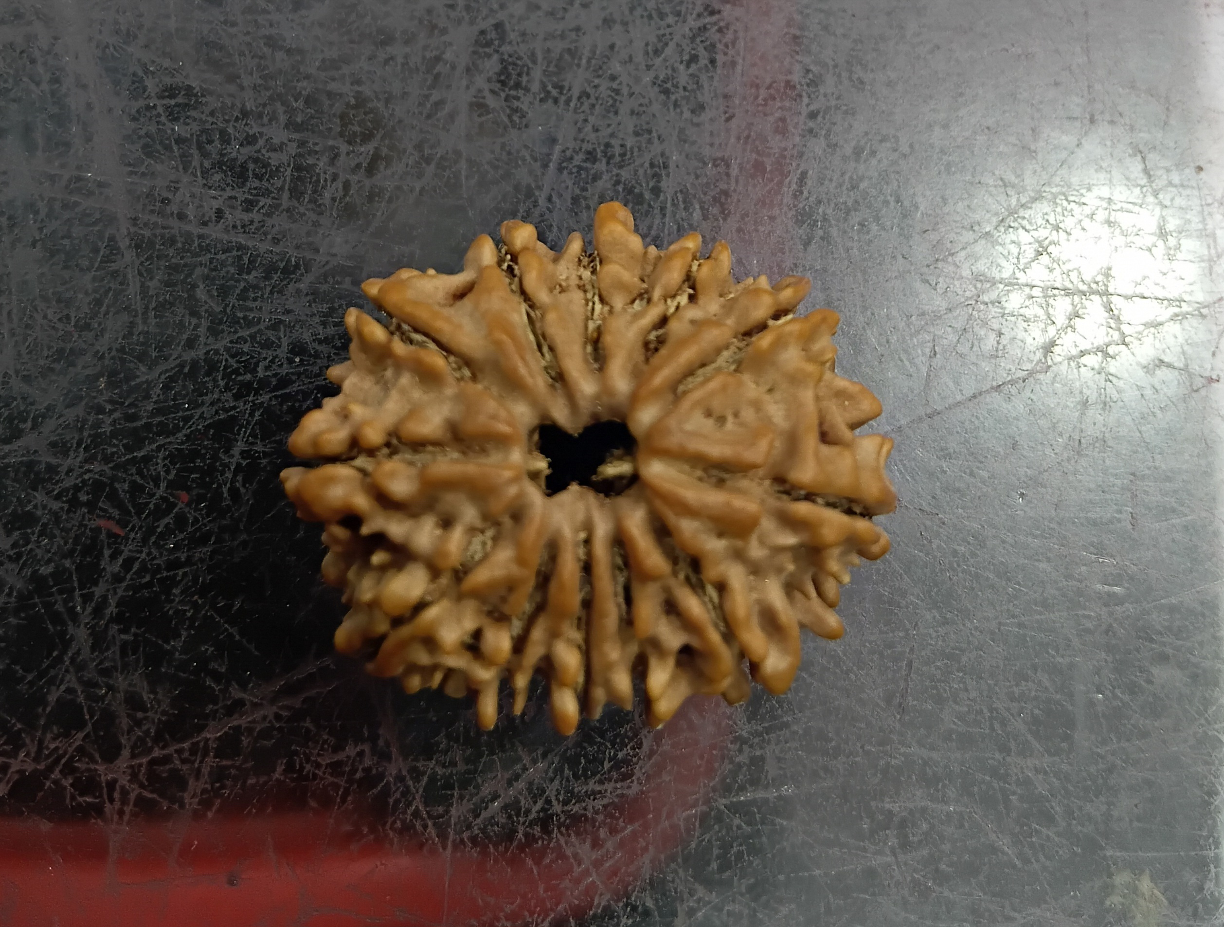 Twelve mukhi rudraksha (27 mm b)
